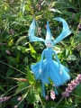 Fairy